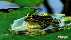 青蛙是一种对农业有益的动物 青蛙是益虫吗